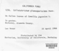 Colletotrichum gloeosporioides image